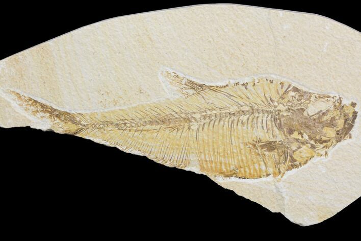 Bargain, Fossil Fish (Diplomystus) - Green River Formation #121003